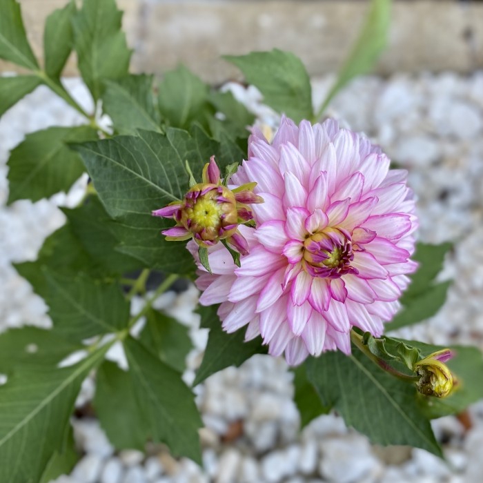 Георгин розовый