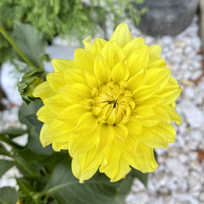 Георгин желтый