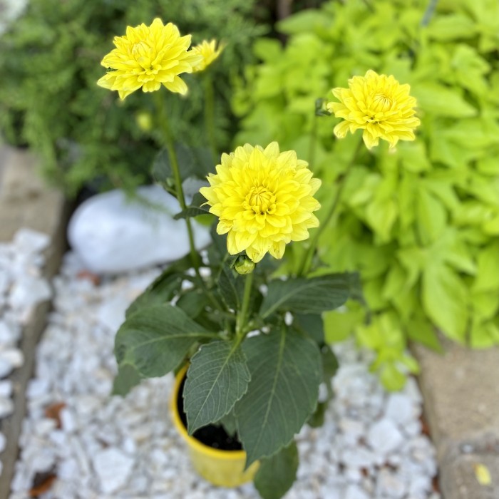 Георгин желтый