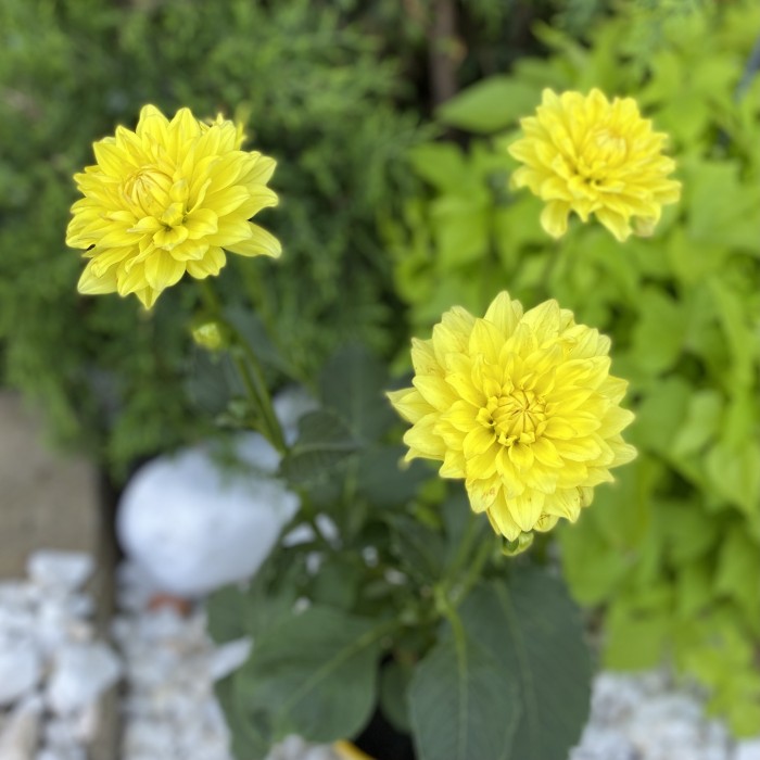 Георгин желтый