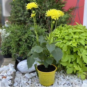 Георгин желтый