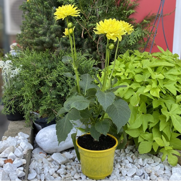 Георгин желтый