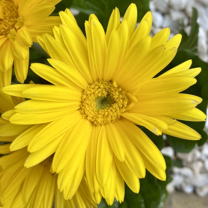 Гербера желтая