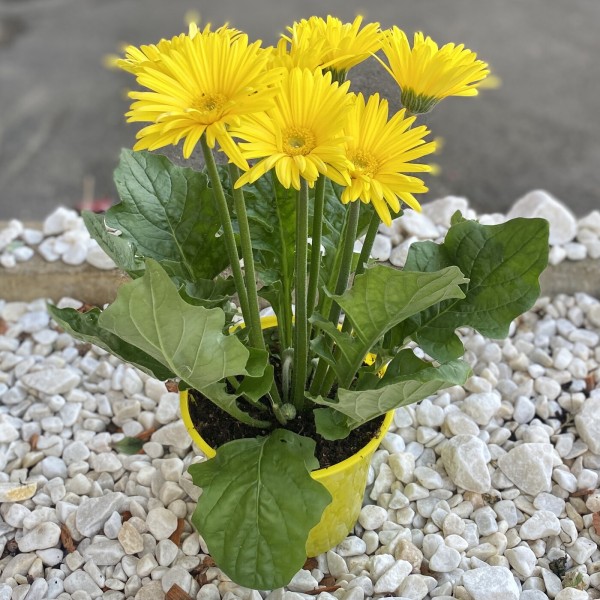 Гербера желтая