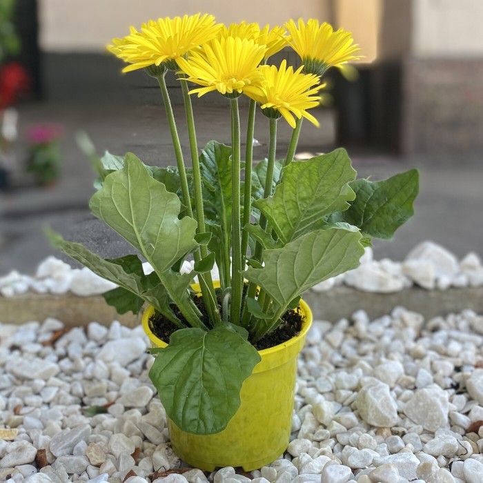 Гербера желтая