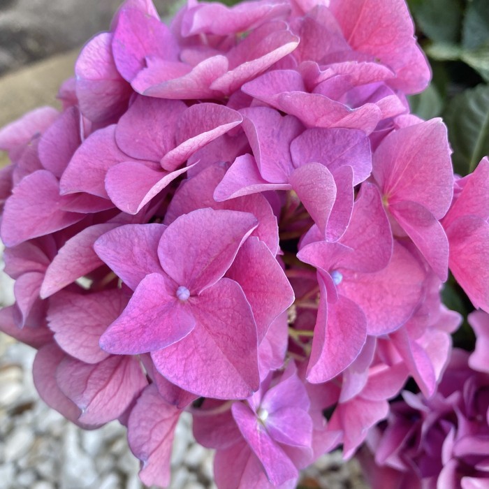 Гортензия розовая