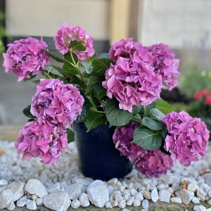 Гортензия розовая