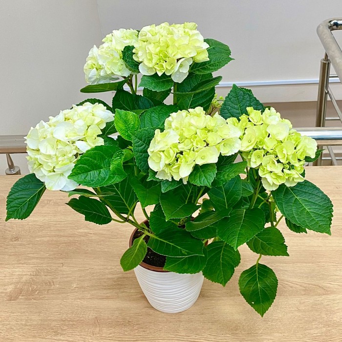 Гортензия Макрофилла бело-зеленая