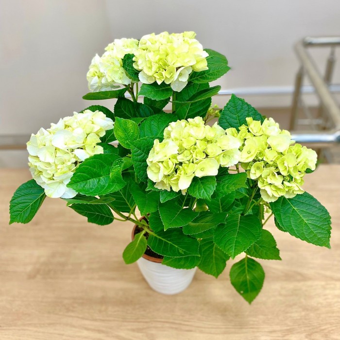 Гортензия Макрофилла бело-зеленая