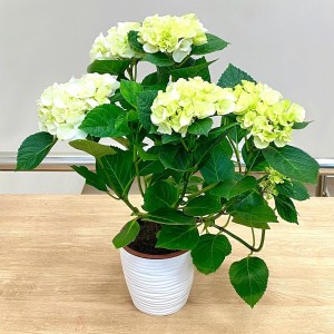 Гортензия Макрофилла бело-зеленая