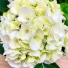 Гортензия Макрофилла бело-зеленая