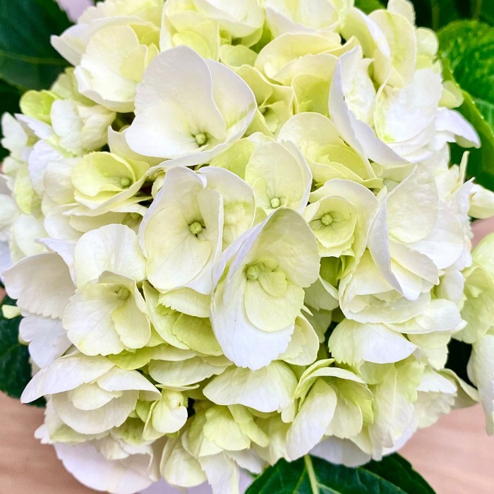 Гортензия Макрофилла бело-зеленая