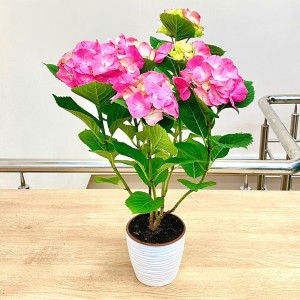 Гортензия Макрофилла розовая