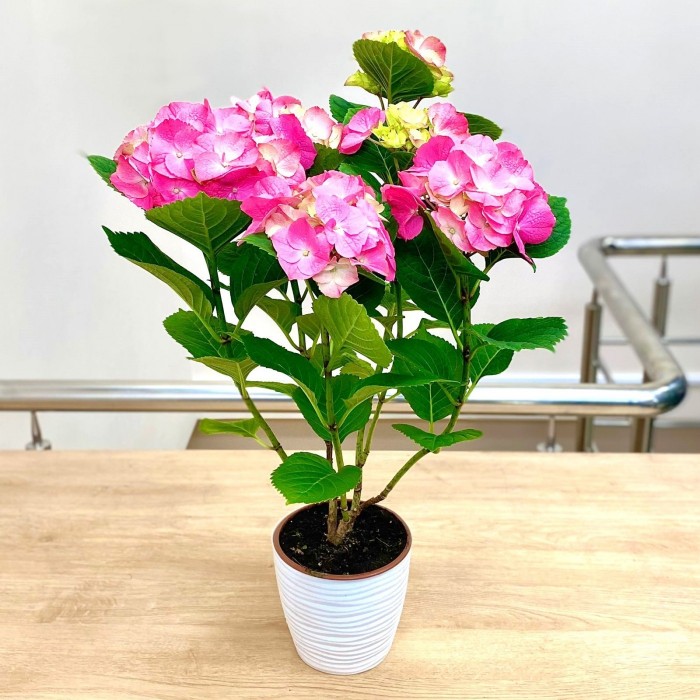 Гортензия Макрофилла розовая