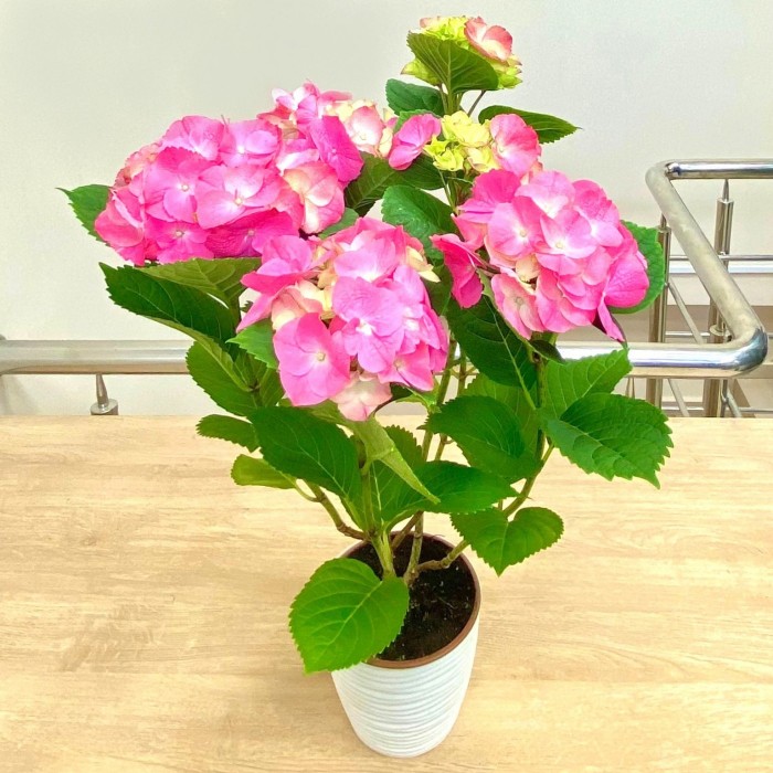 Гортензия Макрофилла розовая