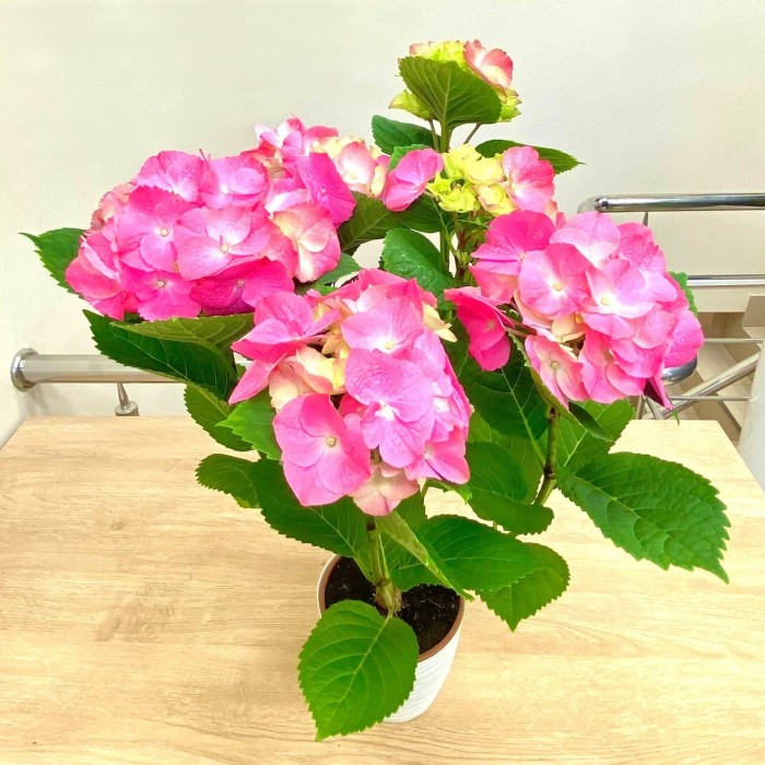 Гортензия Макрофилла розовая