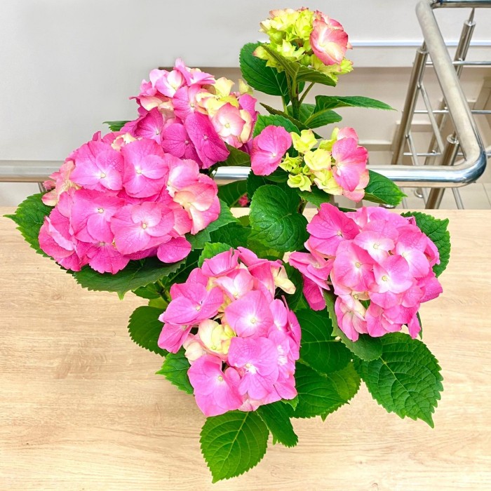 Гортензия Макрофилла розовая
