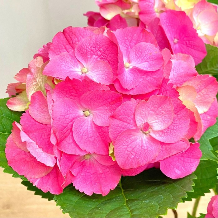 Гортензия Макрофилла розовая