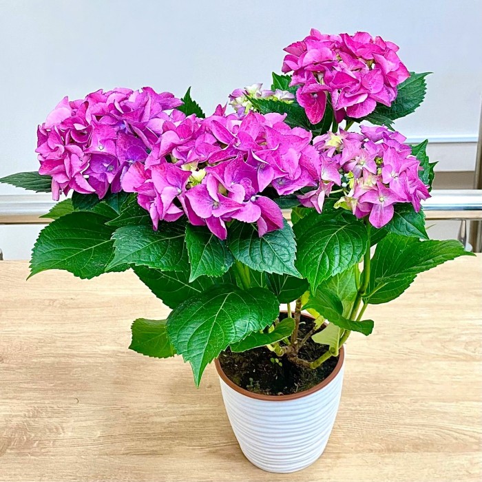 Гортензия Макрофилла сиреневая
