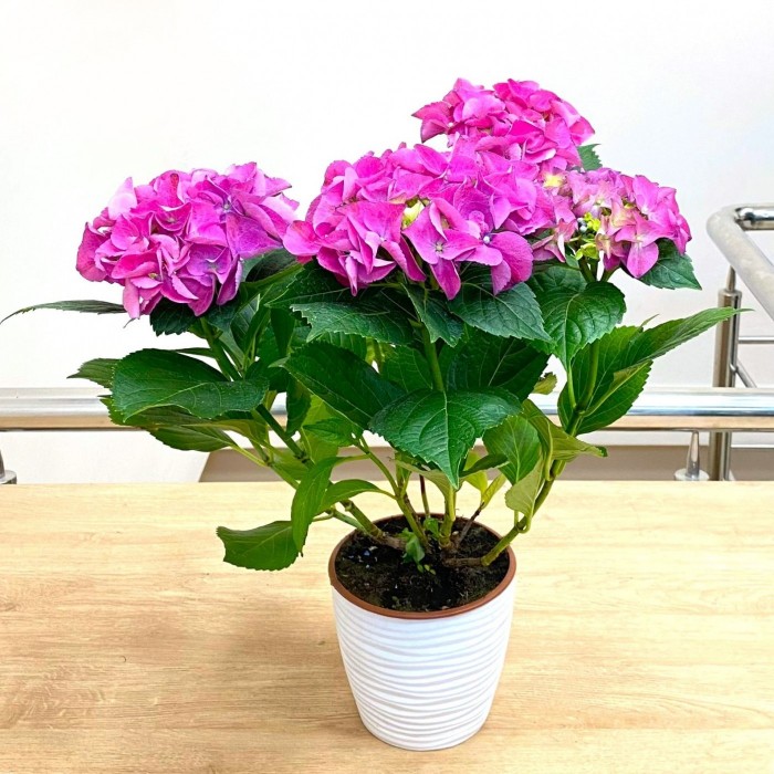 Гортензия Макрофилла сиреневая