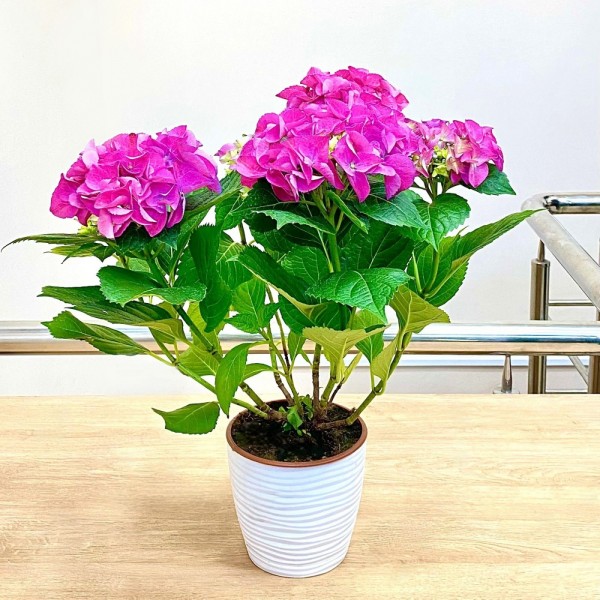 Гортензия Макрофилла сиреневая