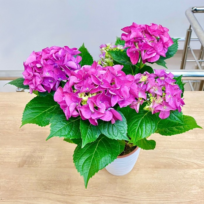 Гортензия Макрофилла сиреневая