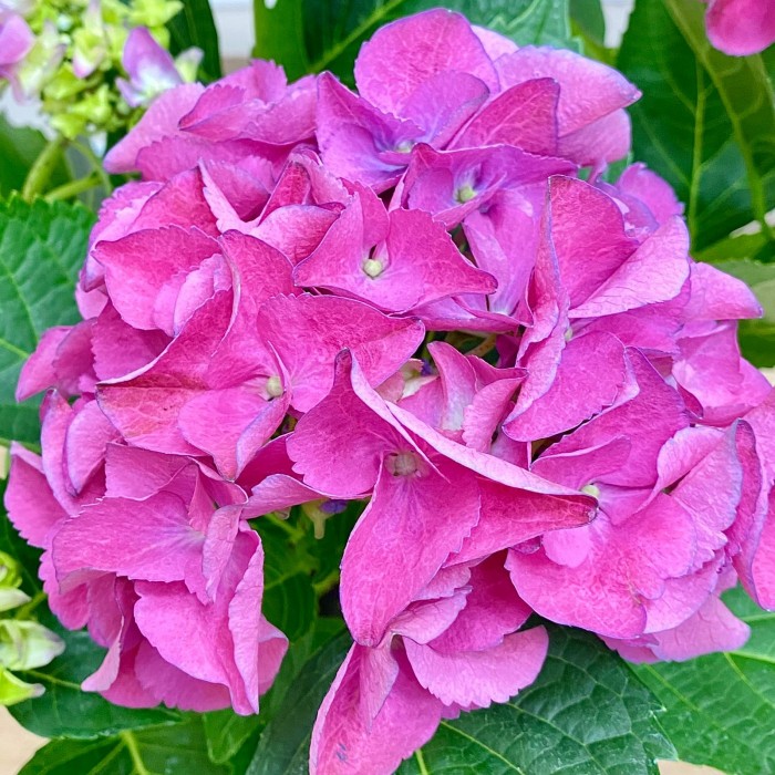 Гортензия Макрофилла сиреневая