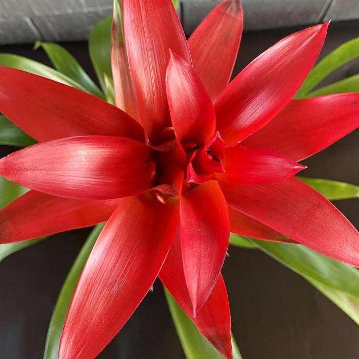 Гусмания Остара