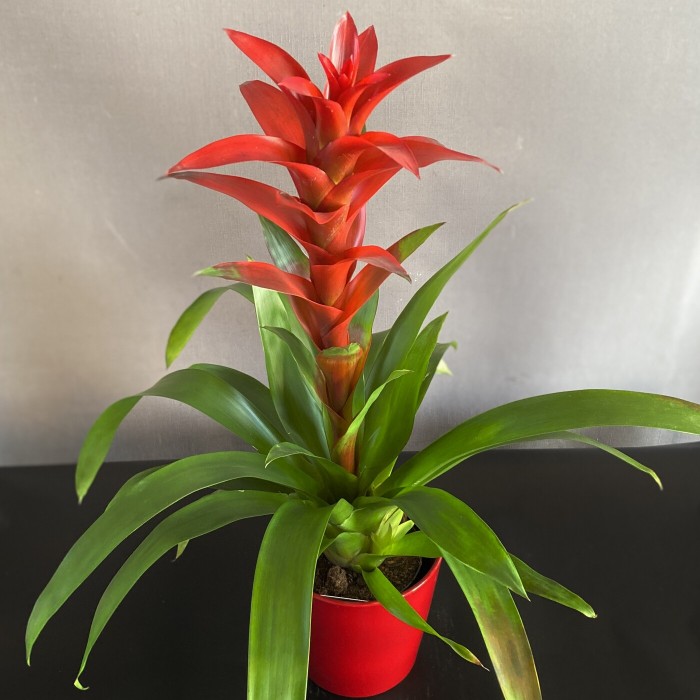 Гусмания Остара