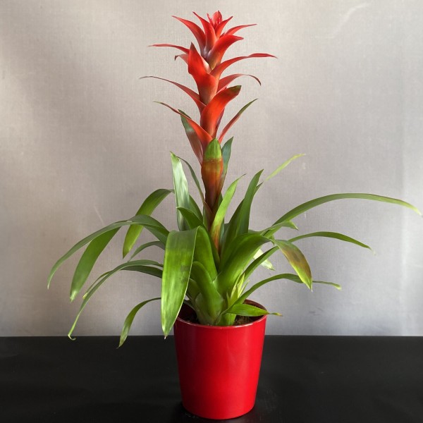 Гусмания Остара