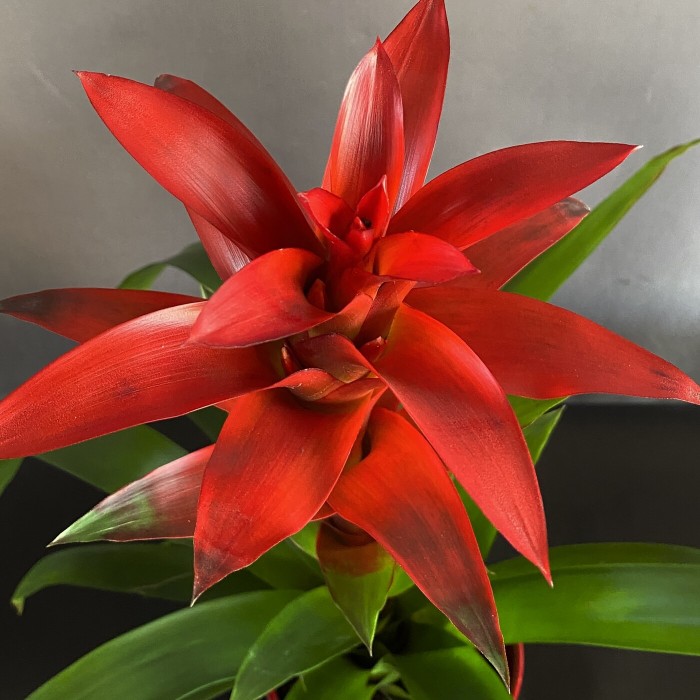 Гусмания Остара