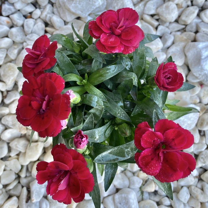 Гвоздика Шабо красная