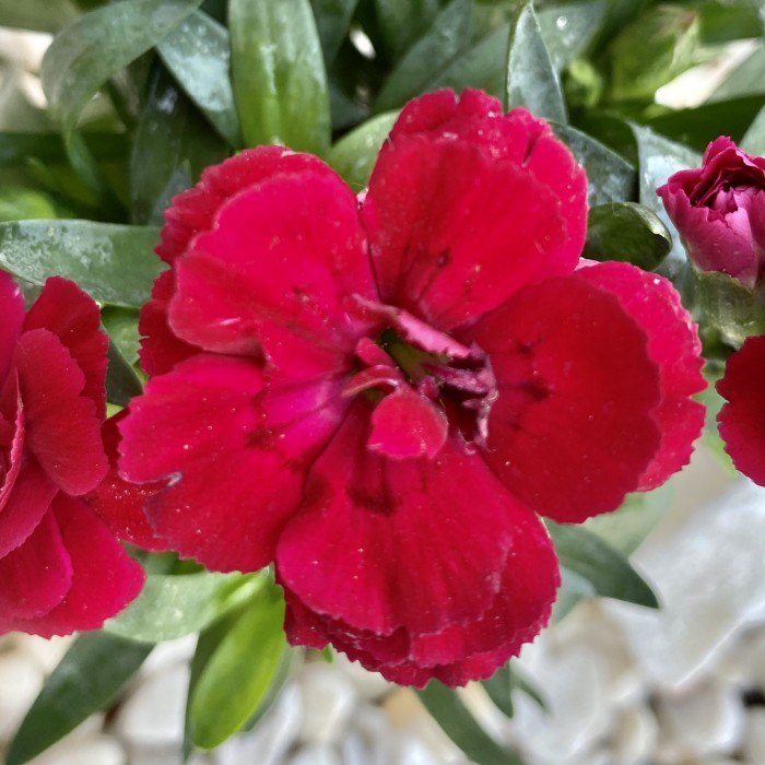 Гвоздика Шабо красная