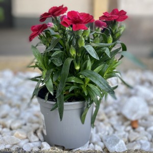 Гвоздика Шабо красная