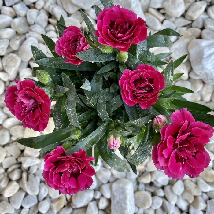 Гвоздика Шабо малиновая