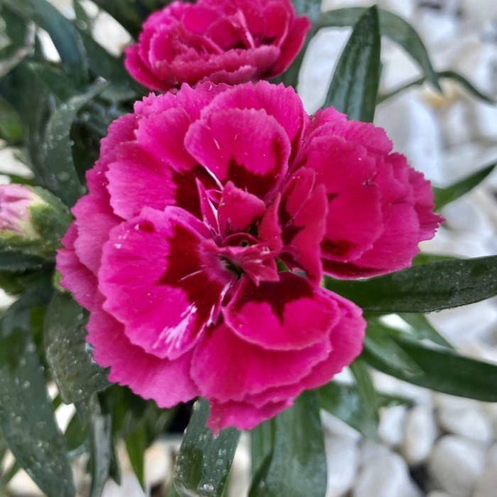 Гвоздика Шабо малиновая