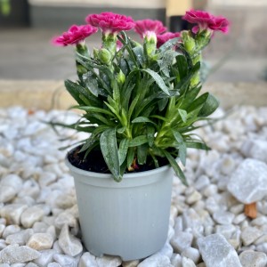 Гвоздика Шабо малиновая