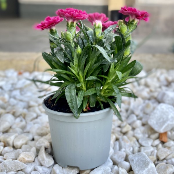 Гвоздика Шабо малиновая