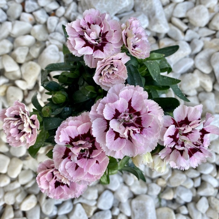 Гвоздика Шабо розовая