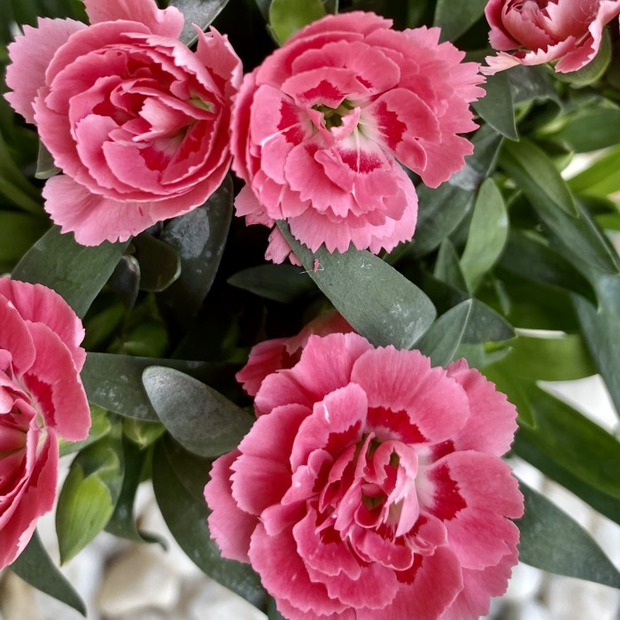 Гвоздика Шабо коралловая