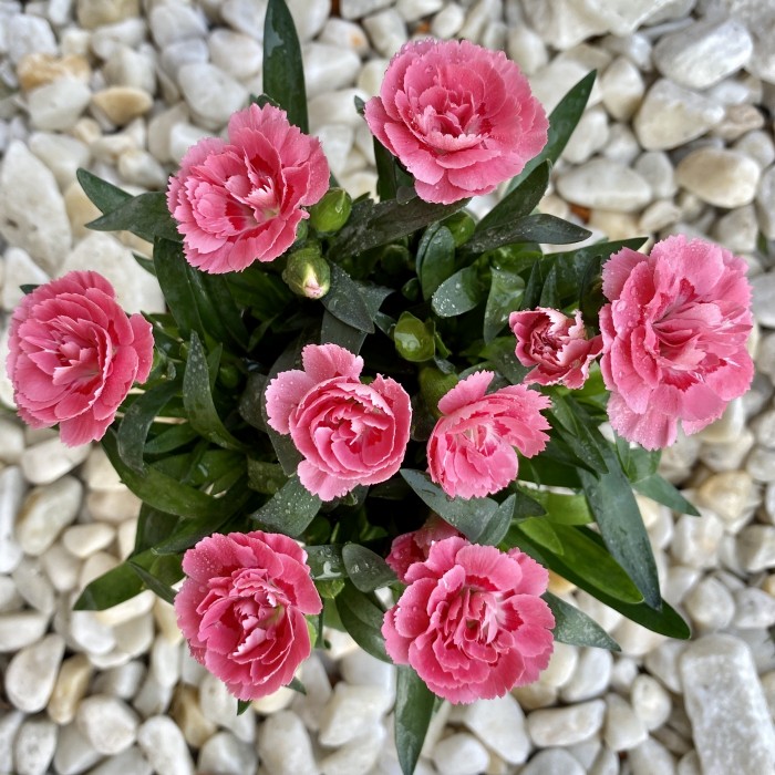 Гвоздика Шабо коралловая