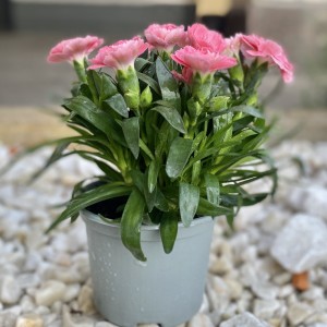 Гвоздика Шабо коралловая