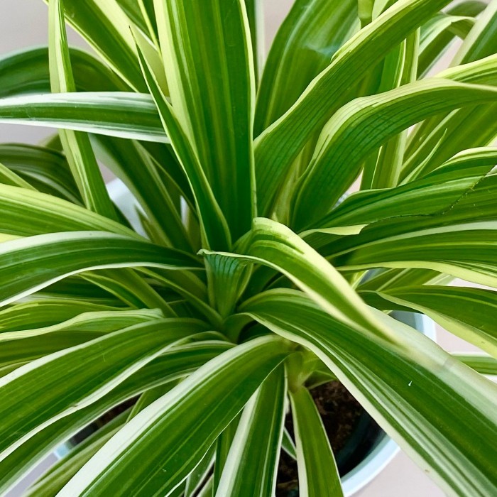 Хлорофитум Вариегата