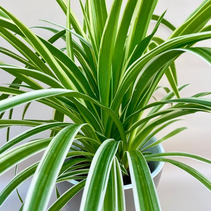 Хлорофитум Вариегата