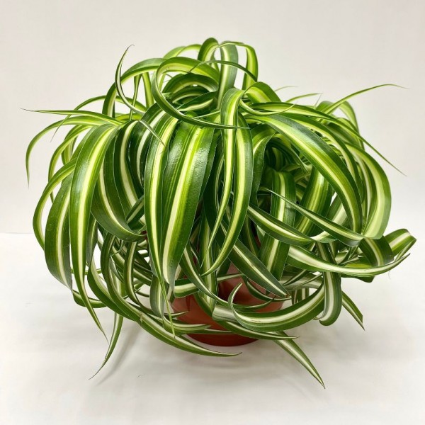 Хлорофитум кудрявый