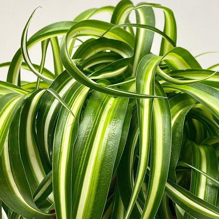 Хлорофитум кудрявый