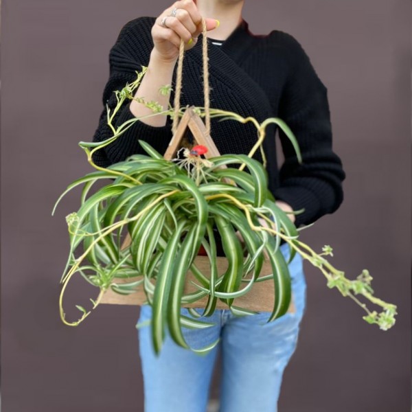 Хлорофитум в деревянном кашпо