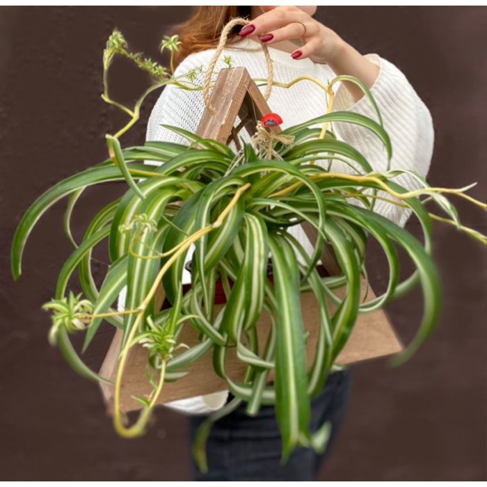 Хлорофитум в деревянном кашпо