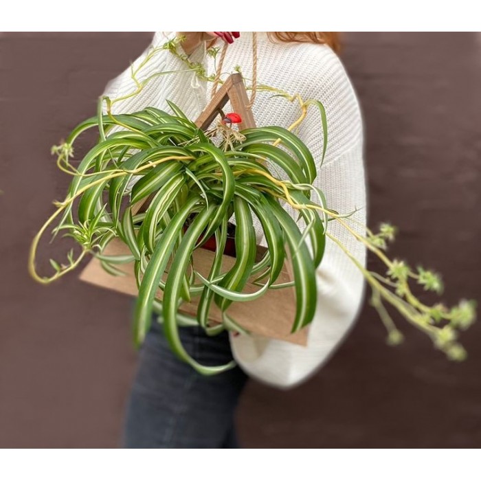 Хлорофитум в деревянном кашпо