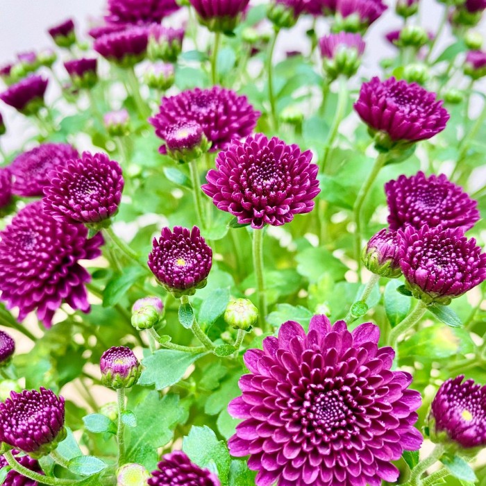 Хризантема кустовая бордовая в горшке